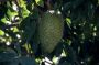 VI05 - 139 * Soursop fruit.